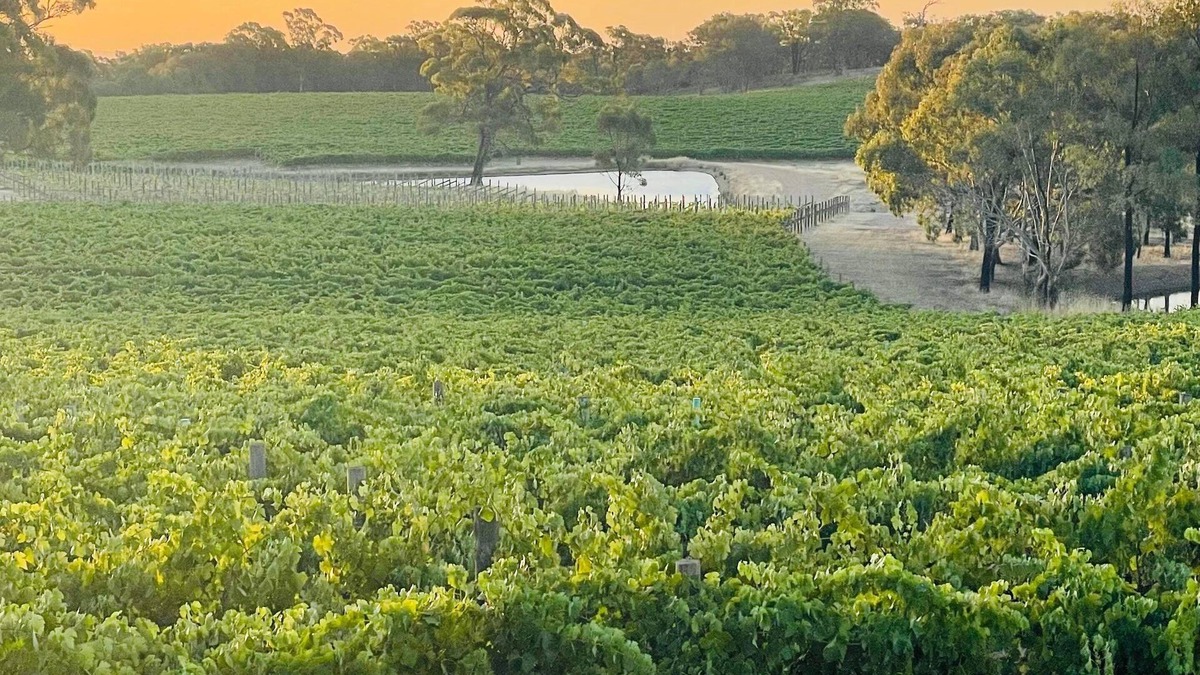 Ladys Pass House | 100 acres of Vineyard Perfection.
