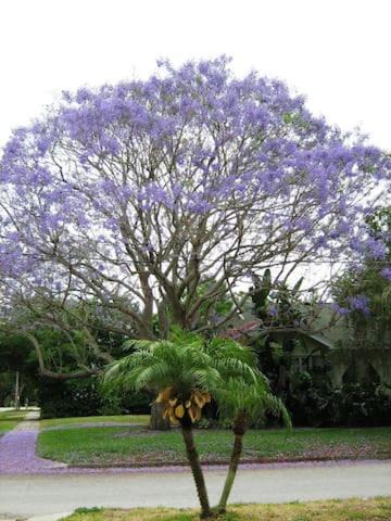 St. Petersburg - Clearwater Apartment | 1620 - 5-Room Apt. with Pool & Gardens , Near Downtown