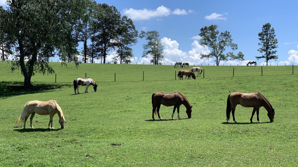 Arden Cottage | 17 Acre Private Horse Farm~Fireplace~Hot Tub~Quiet~Secluded