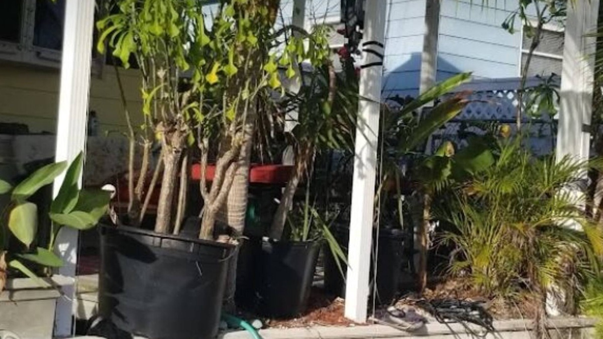Little Torch Key House | 20 ft from your room to a clean canal full of fish and lobsters and crabs.