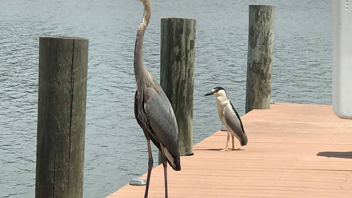 Fort Howard House | 3 Bedroom house. The BayHouse on The water. Movie theater Dock, Rafts, Fishin
