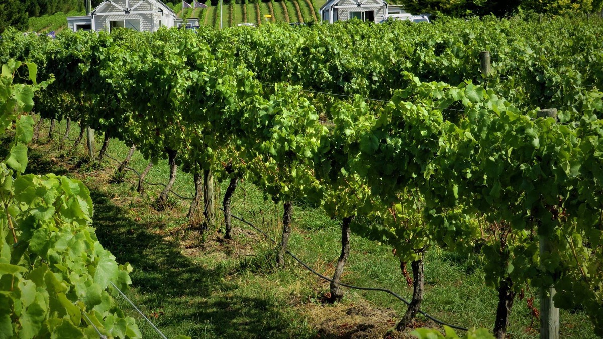 Havelock North Villa | 305inthevines