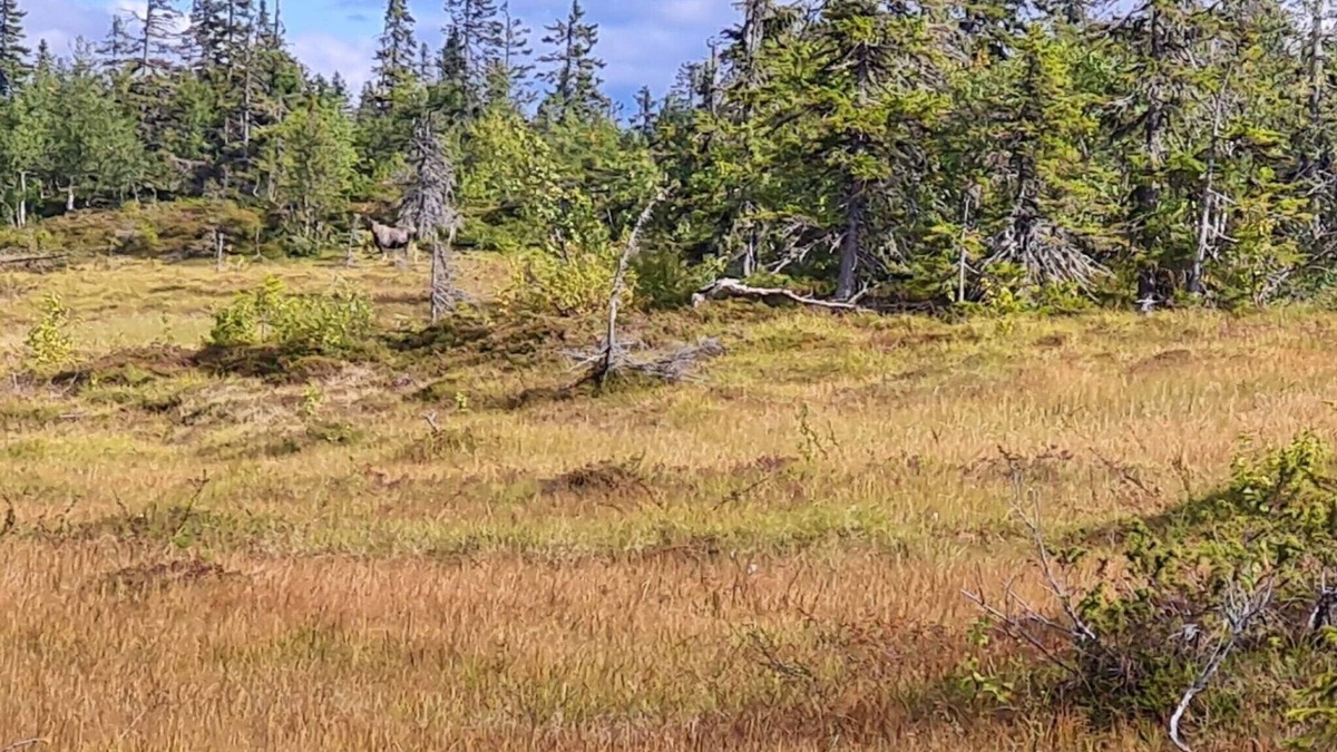 Rorvattnet House | 4 person holiday home in Föllinge