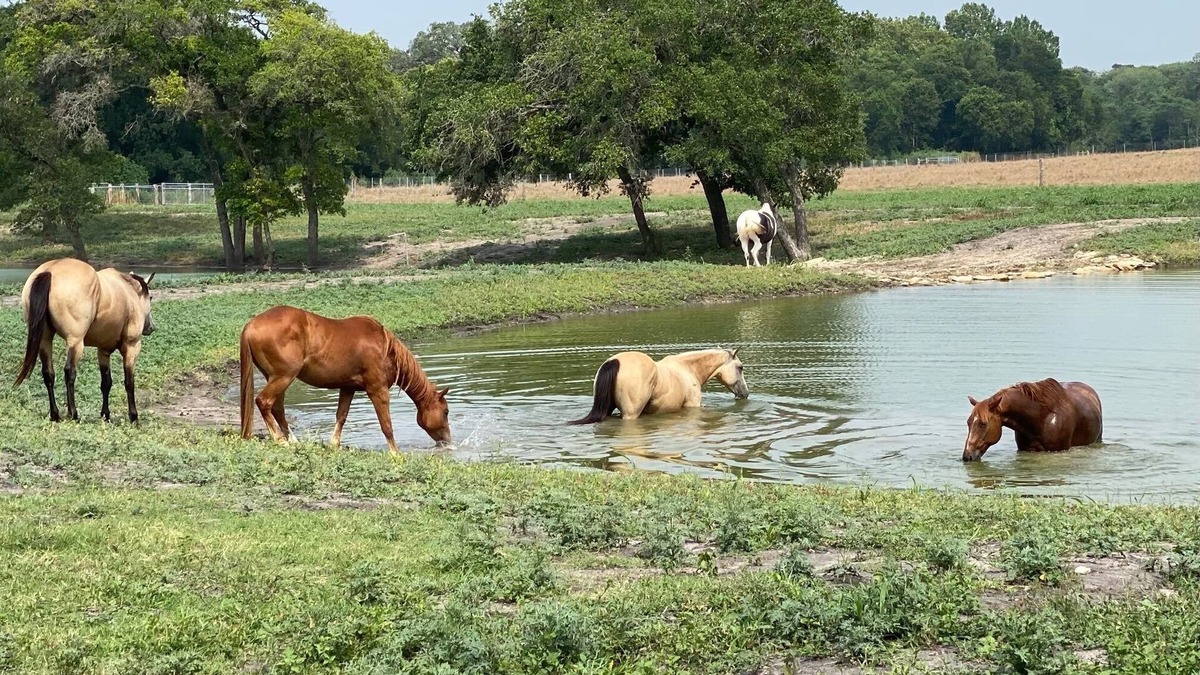 Brenham Apartment | 6 Suites on 73 Acres - 10min to Round Top - halfway between Austin & Houston