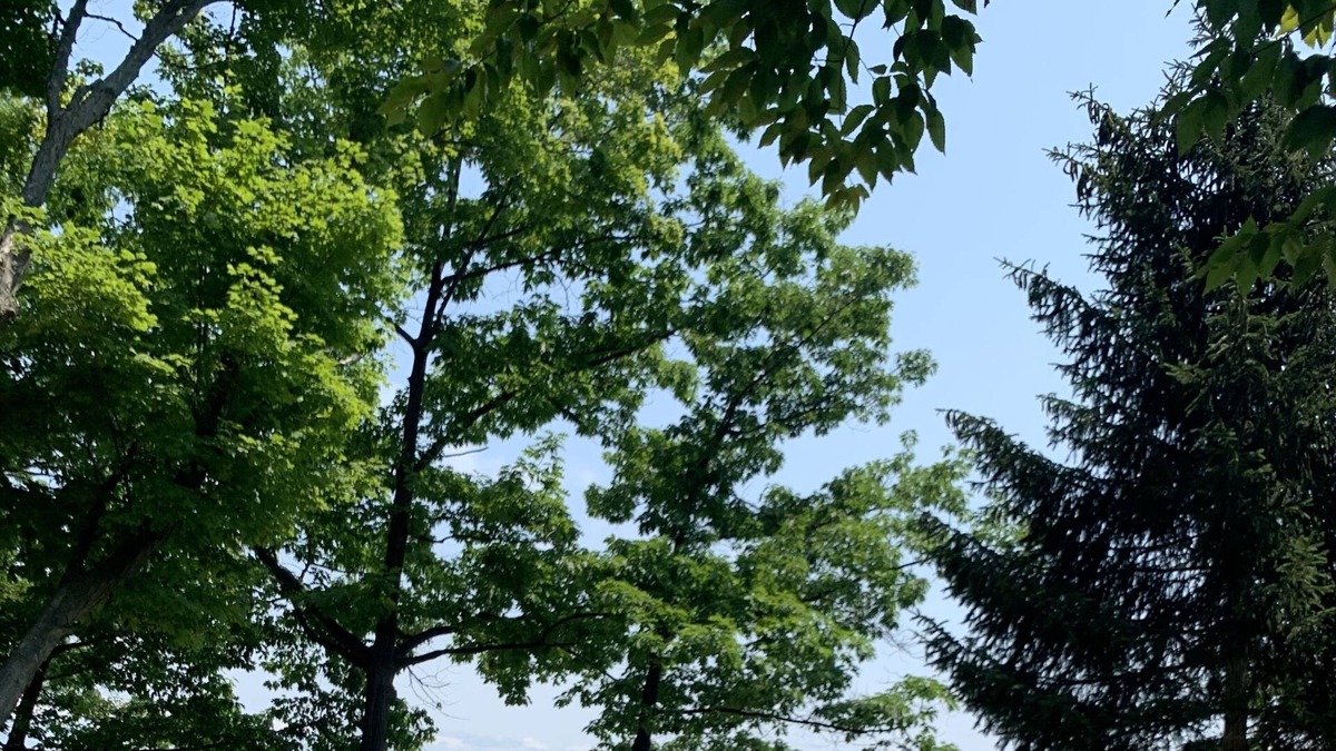 Elk Rapids Resort | A family compound on gorgeous Elk Lake! 5 lakeside cottages to share!