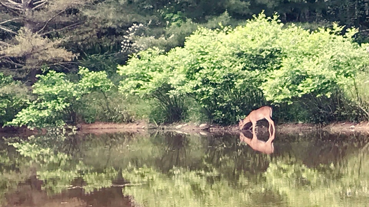 Wallkill Other | A rare find near New Paltz with private pond