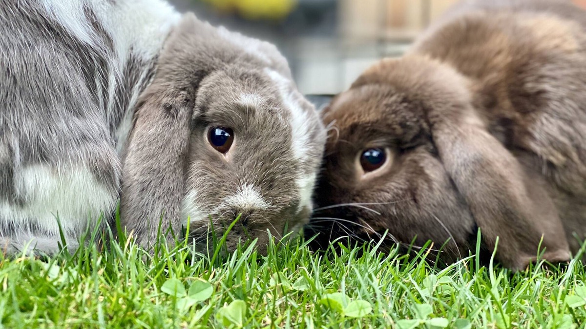 Whittier Heights Other | Adorable Farm Stay in Ballard! Bunnies, A/C, walkable, near beach & attractions