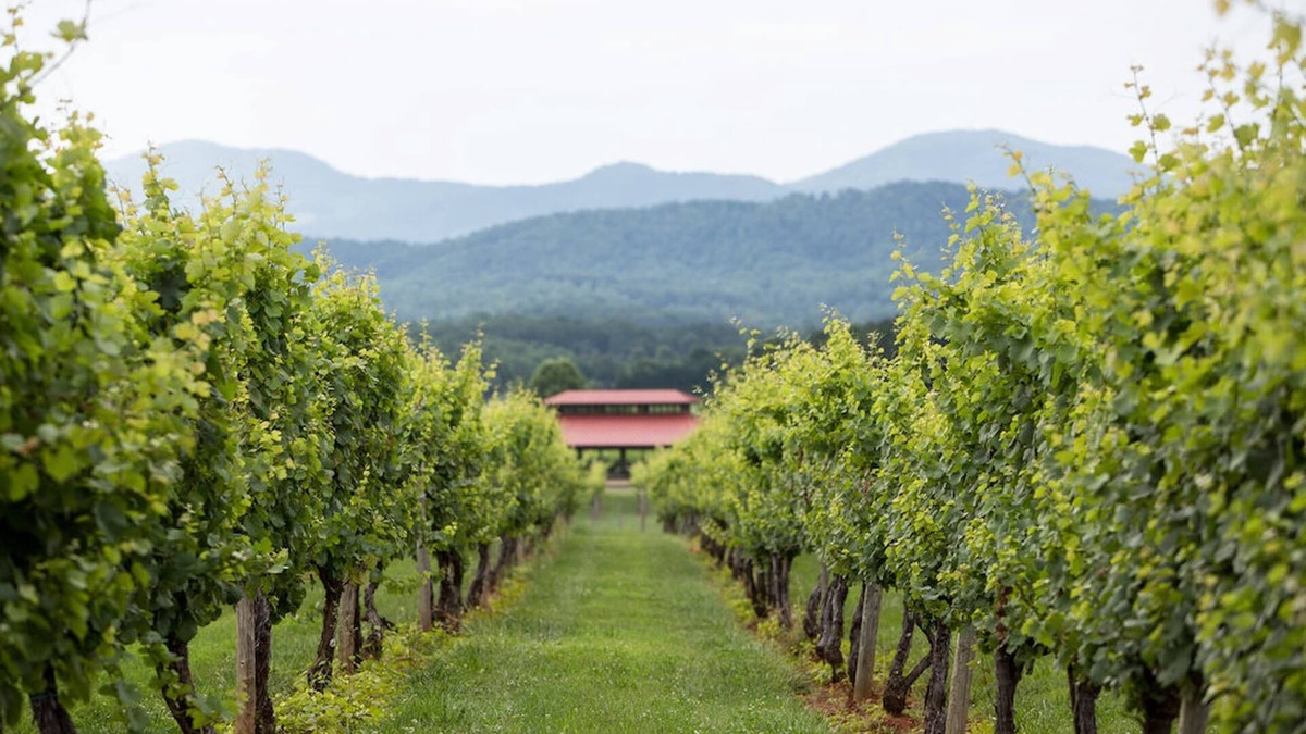 Afton Cabin | Afton Mtn. Vineyards: Cadus | 1 Bed, 1 Bath