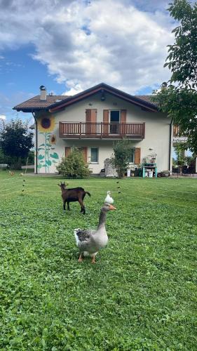 Fai della Paganella House | Agriturismo Girasole