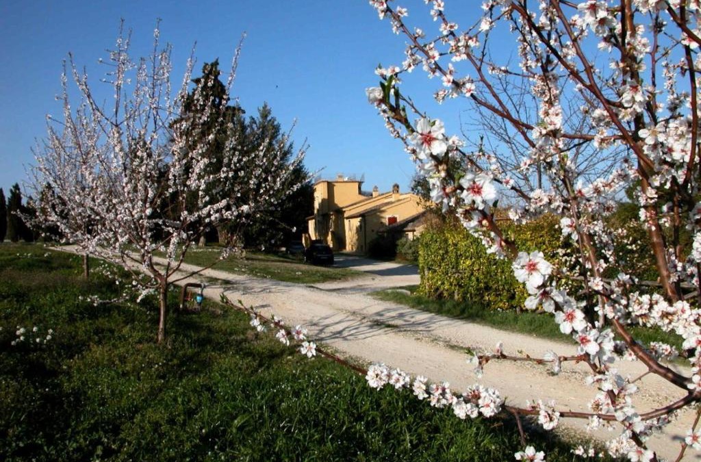 Loreto Aprutino House | Agriturismo Le magnolie