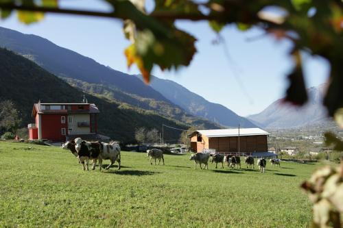 Albosaggia House | Agriturismo Stella Orobica