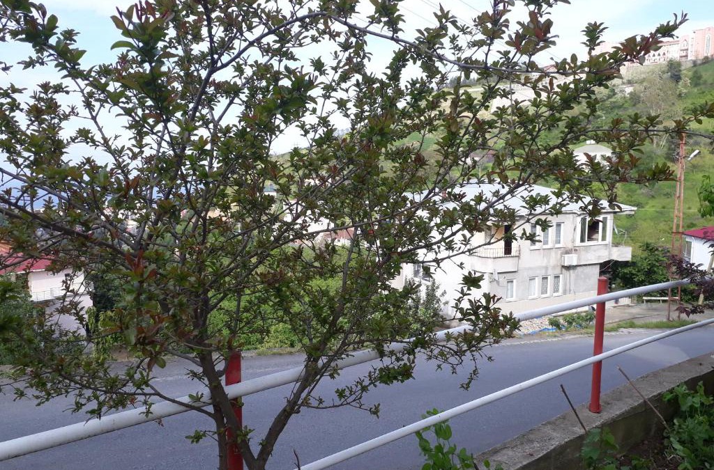 Akcaabat Apartment | Akcaabat Village House