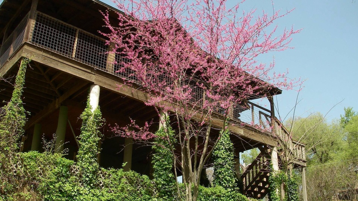 Bastrop Cabin | AMAZING LOG TREEHOUSE CABIN ON THE COLORADO RIVER