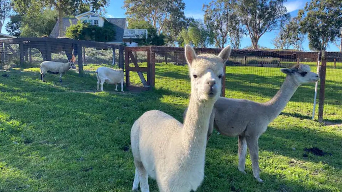 Ballard House | Anavo Farm's Stylish Sheep Retreat