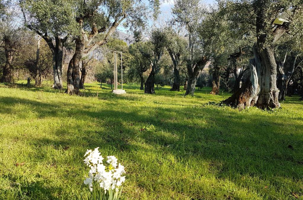 Querceta House | Antico Uliveto