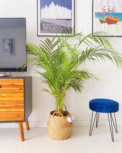 Dziwnowek Apartment | Apartament MONSTERA