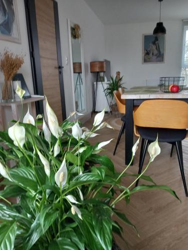Bielsko-Biala Apartment | Apartament w centrum z panoramą miasta
