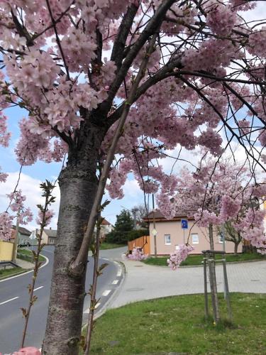 Plzen 6-Litice Apartment | Apartmány na Vršku
