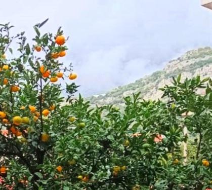 Velji Vinogradi Apartment | Apartment Conner Montenegro Budva