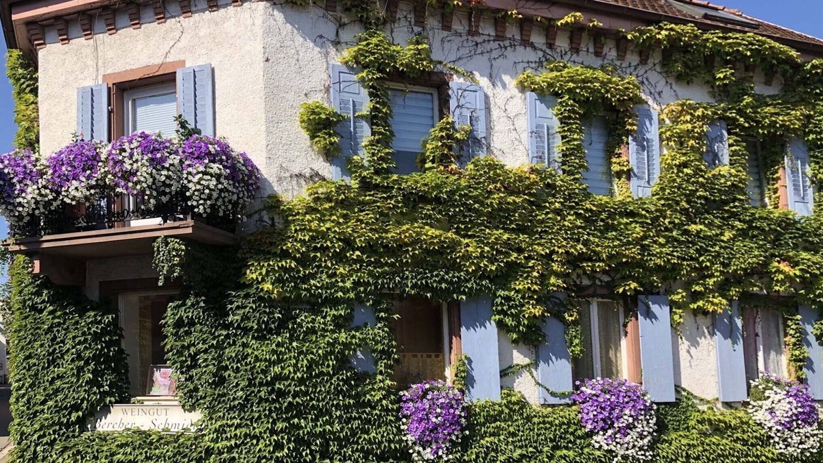 Oberrotweil Apartment | Apartment in Oberrotweil