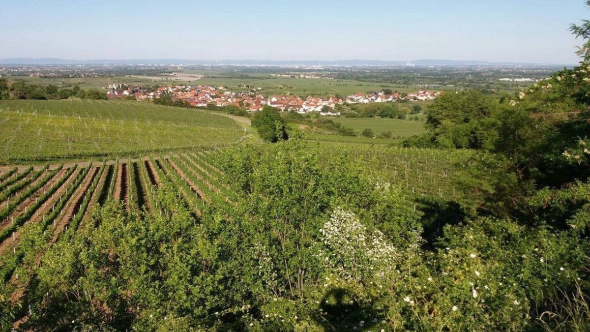 Bad Duerkheim Apartment | Apartment Lingenfelder