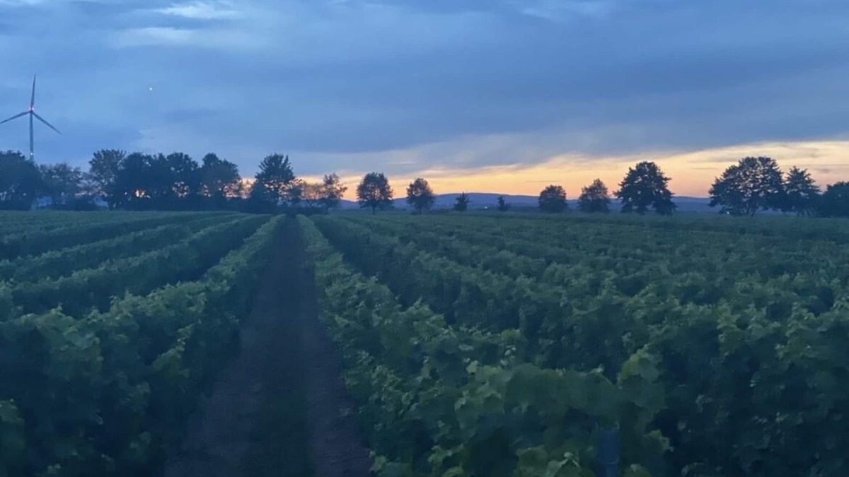 Schornsheim Apartment | Apartment to the grape valley