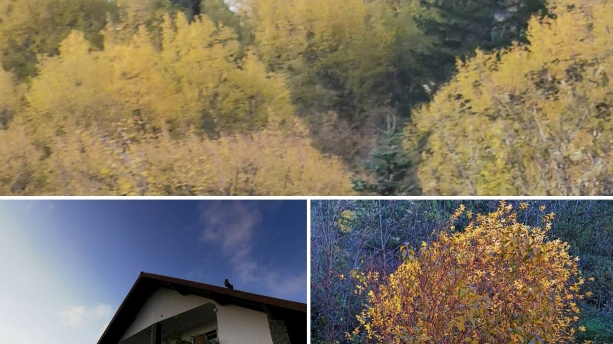 Borzonasca Apartment | Apartment with balcony in villa with park.