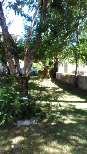 Villetta Barrea House | Appartamenti De Sanctis