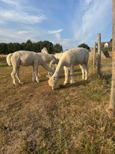 Charing House | Apple Blues Farm