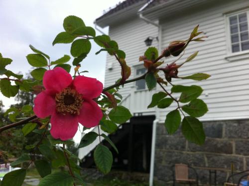 Lødingen House | Arctic Garden