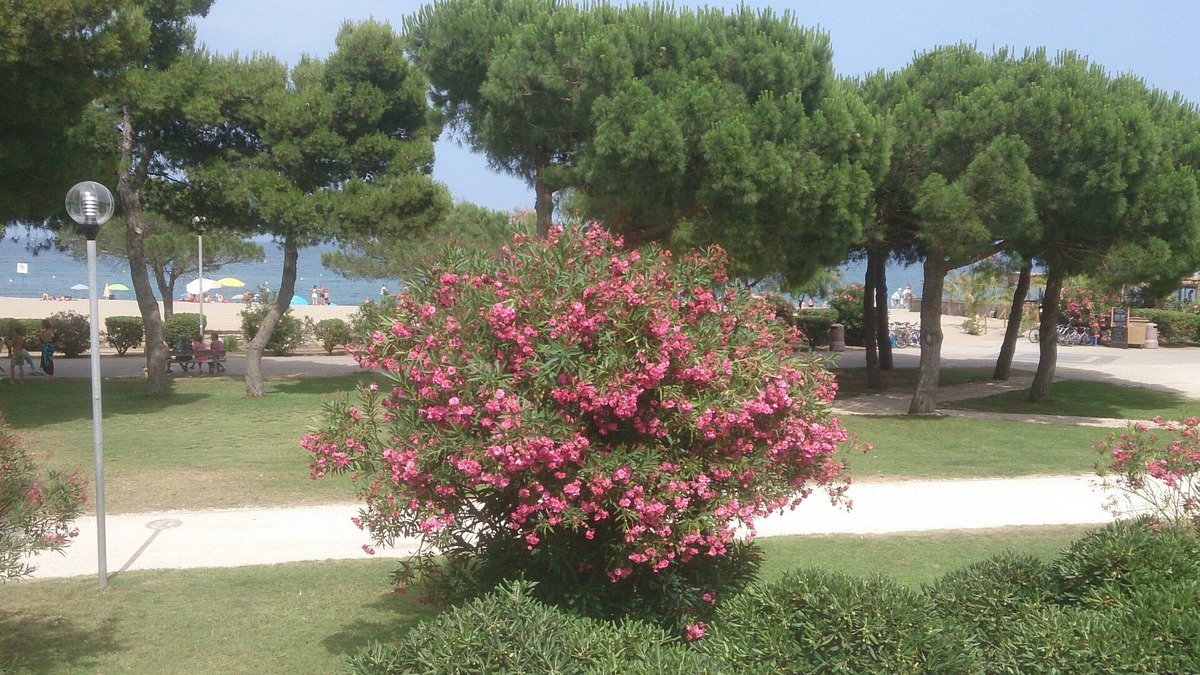 Plage d'Argeles Apartment | ARGELES BEACH FRONT OF SEA 6 TO 8 PERS DIRECTLY ON THE BEACH