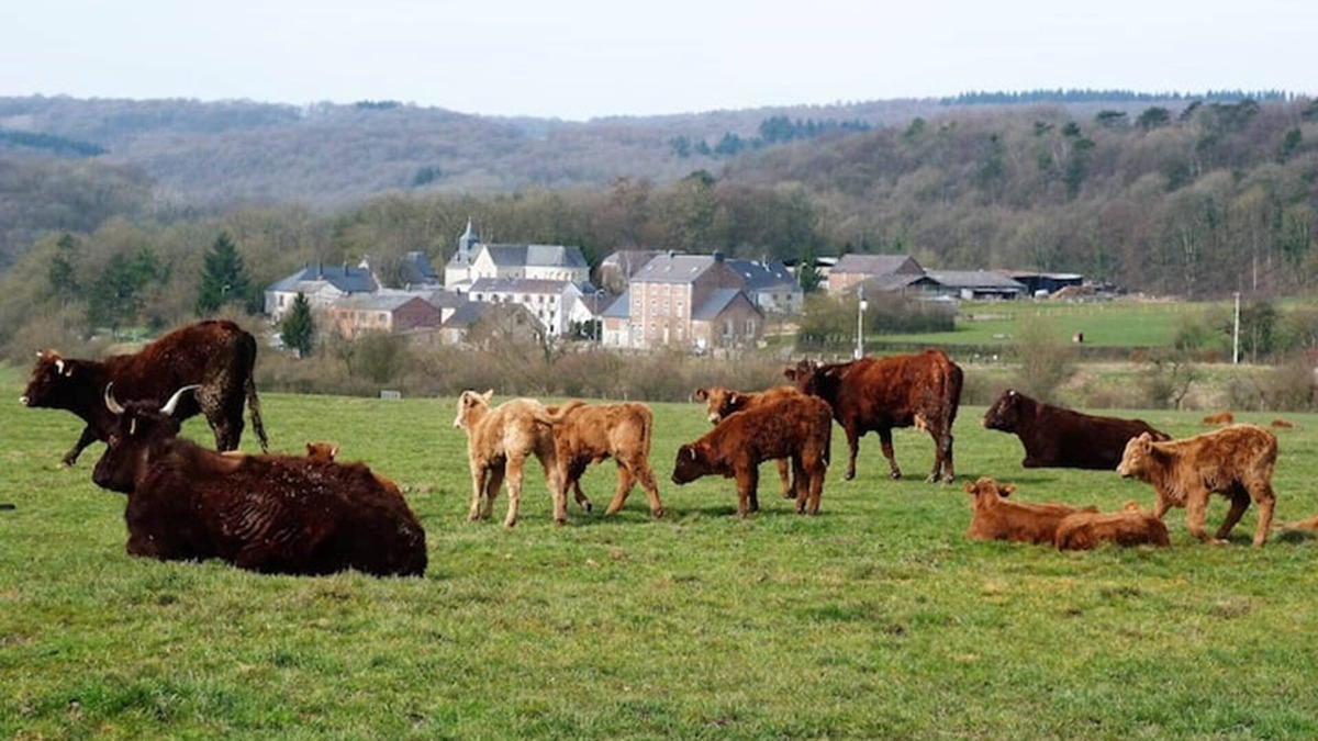 Xhignesse Apartment | At Hameau de Xhignesse, luxurious 5-bedroom/5-bathroom gîte: Best price guaranteed