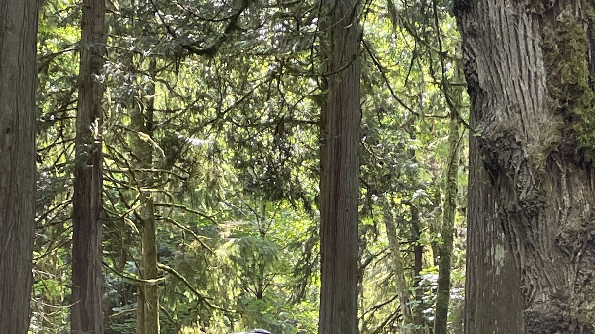 Port Ludlow House | Audrey the Vintage Airstream nestled in 6 acres of old growth forest