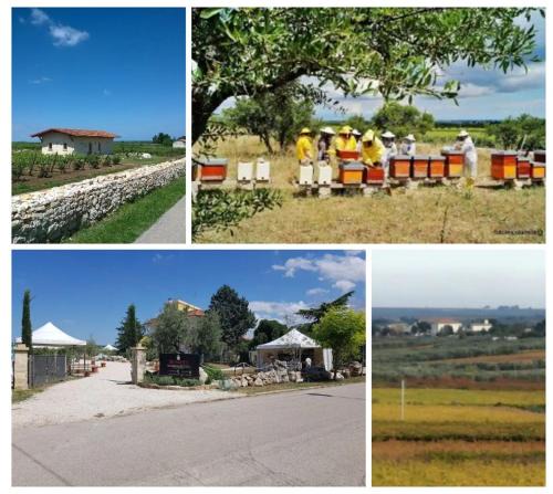 Montegrosso Other | B&B Biobonizio PIERLUIGI