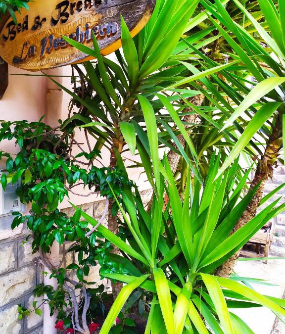 Carpineto Romano Bed & Breakfast | B&B La Peschiera