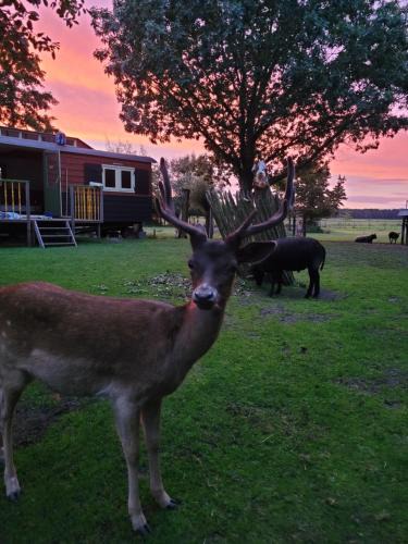 Maartensdijk Bed & Breakfast | B&B 't Maartensdijkse Bos