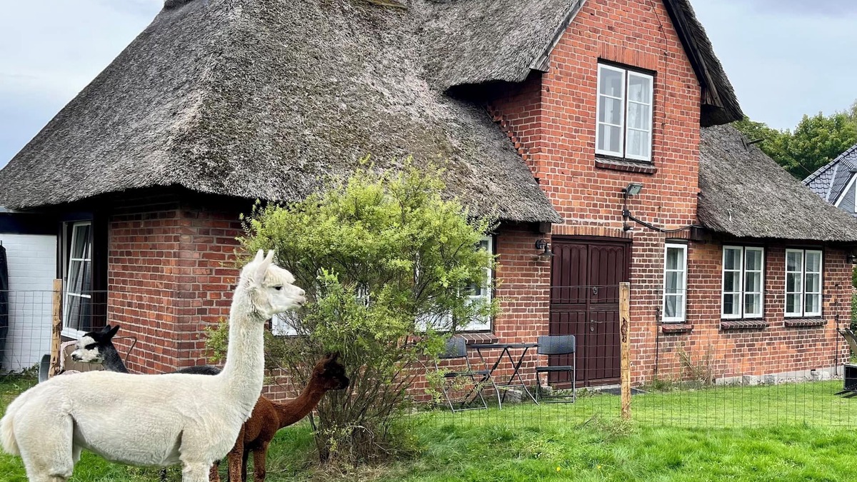 Kuhlbusch House | Baltic Sea - Romance. Vacation home/vacation apartment near Scharbeutz and Eutin with alpacas