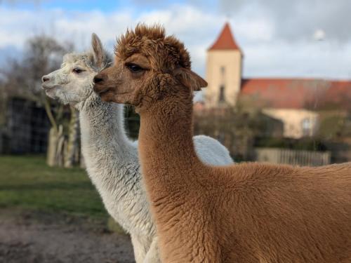 Kloster Lehnin Other | Bauwagen auf der Alpakawiese