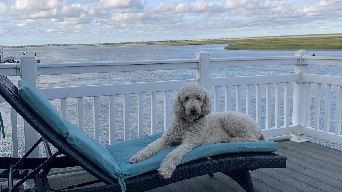 Townsend's Inlet Condo | Bay, Dock, Dog friendly Home . Short walk to the beach !