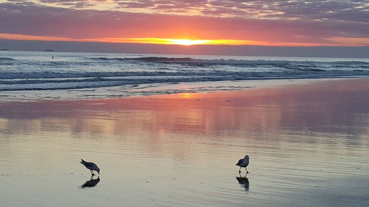 Mount Maunganui Hotel | Bay Palm Motel