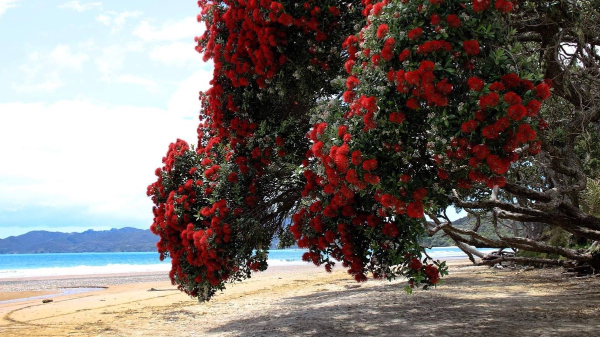 Coopers Beach Apartment | Beachfront Apartment - COOPERS BEACH