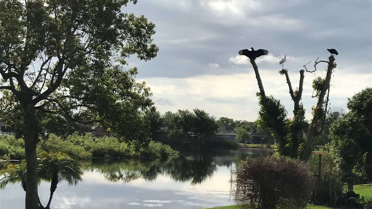 Land O' Lakes House | Beautiful bird sanctuary on the lake