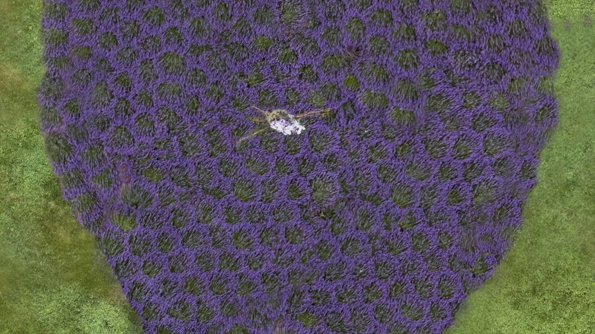 Washington Cottage | Beautiful Cottage on a Lavender Farm in the Blue Ridge Mountains