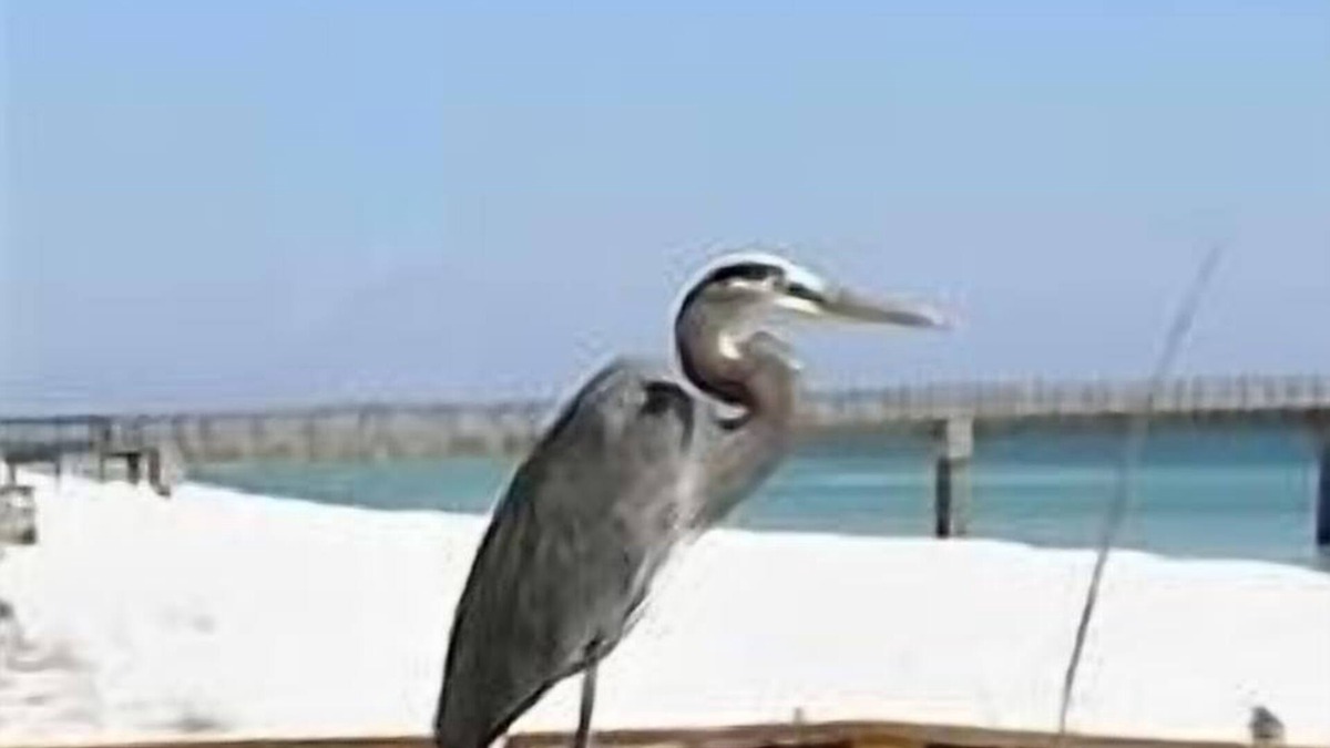 Navarre Beach Condo | Beautiful East End Unit! Open August Dates! Join Us For Labor Day!
