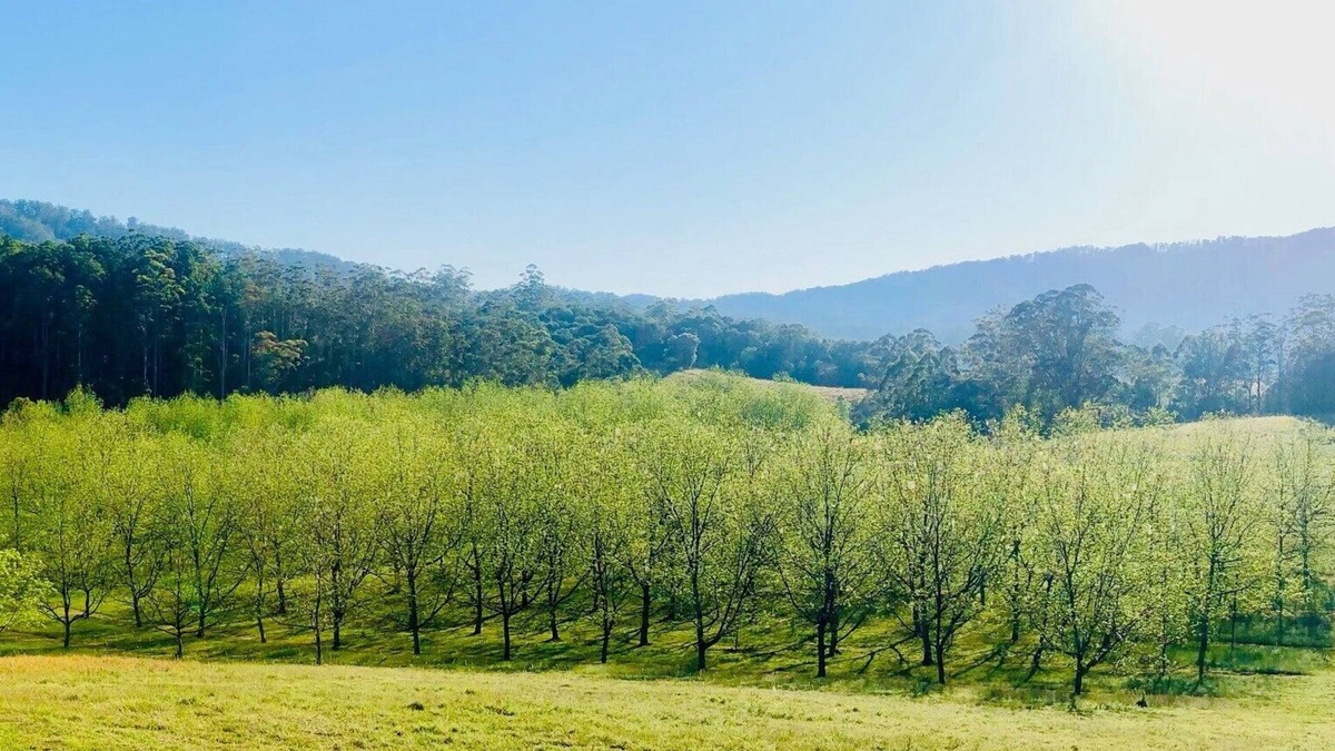 Missabotti House | Bellbowra Farmstay - Pet Friendly - Nambucca Valley