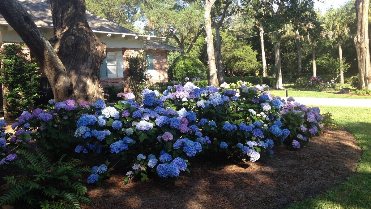 Sea Island House | BEST LOCATION ON SEA ISLAND-ONLY 2 BLOCKS to CLOISTER HOTEL & BEACH CLUB