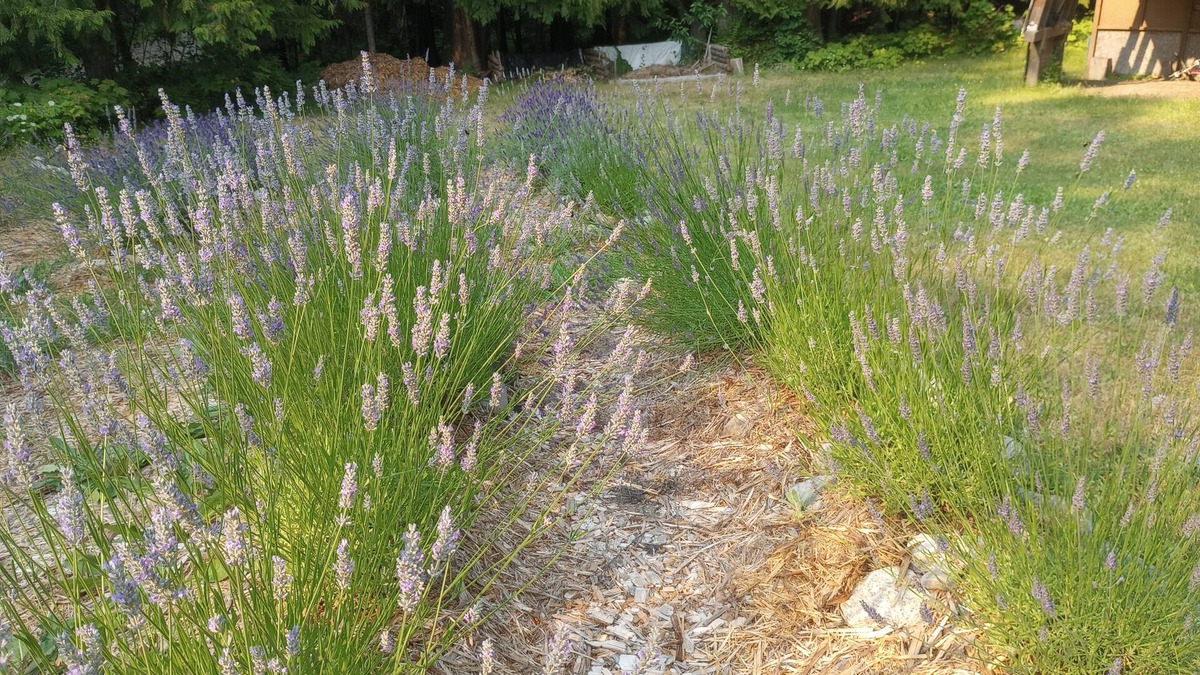 Fauquier Cottage | Big Bud Lavender, Hot Springs and Golf @ the Cozy W. Kootenay Lavender Cottage