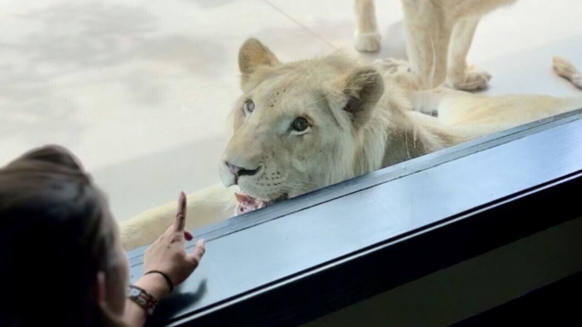 Town of Sullivan House | Big Cat Bungalows at The Haven - Lion 4