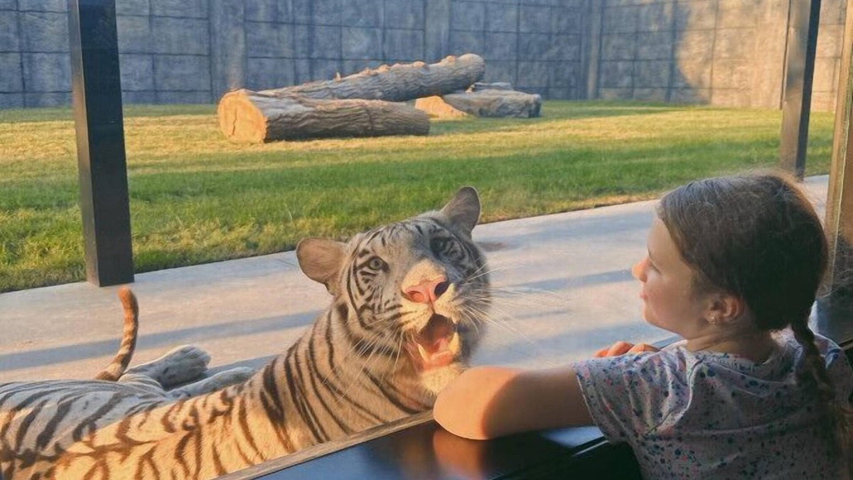 Town of Sullivan House | Big Cat Bungalows at The Haven - Tiger 3