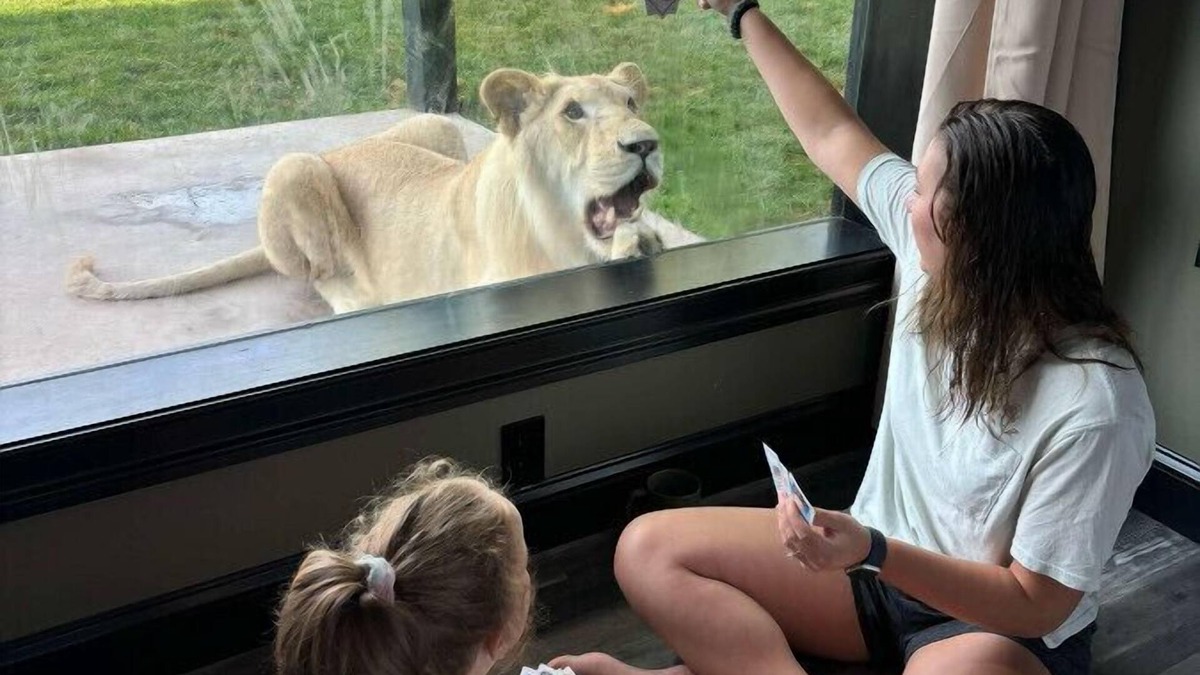 Town of Sullivan House | Big Cat Bungalows at The Haven - Lion 2